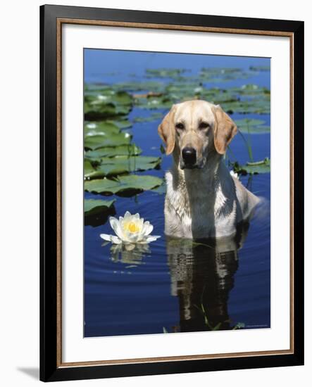 Labrador Retriever Dog in Lake, Illinois, USA-Lynn M. Stone-Framed Photographic Print