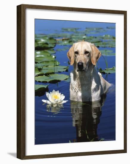 Labrador Retriever Dog in Lake, Illinois, USA-Lynn M. Stone-Framed Photographic Print