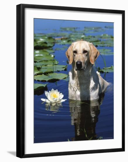 Labrador Retriever Dog in Lake, Illinois, USA-Lynn M. Stone-Framed Photographic Print