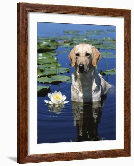 Labrador Retriever Dog in Lake, Illinois, USA-Lynn M. Stone-Framed Photographic Print