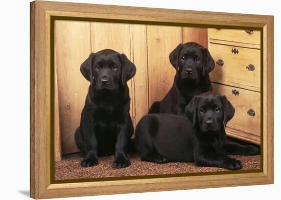 Labrador Retriever Dog Three Black Puppies-null-Framed Premier Image Canvas