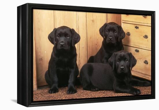 Labrador Retriever Dog Three Black Puppies-null-Framed Premier Image Canvas