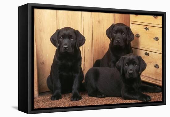 Labrador Retriever Dog Three Black Puppies-null-Framed Premier Image Canvas