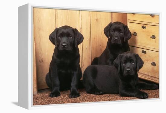 Labrador Retriever Dog Three Black Puppies-null-Framed Premier Image Canvas