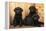 Labrador Retriever Dog Three Black Puppies-null-Framed Premier Image Canvas