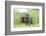 Labrador retriever, grey, puppies, meadow, frontal, looking into camera-David & Micha Sheldon-Framed Photographic Print