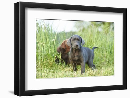 Labrador retriever, grey, puppies, meadow, frontal, looking into camera-David & Micha Sheldon-Framed Photographic Print