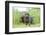 Labrador retriever, grey, puppies, meadow, frontal, looking into camera-David & Micha Sheldon-Framed Photographic Print