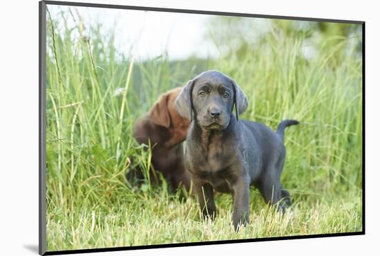 Labrador retriever, grey, puppies, meadow, frontal, looking into camera-David & Micha Sheldon-Mounted Photographic Print