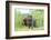 Labrador retriever, grey, puppies, meadow, frontal, looking into camera-David & Micha Sheldon-Framed Photographic Print