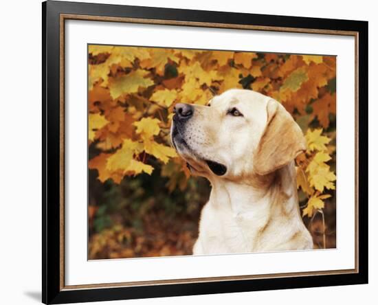 Labrador Retriever, Illinois, USA-Lynn M. Stone-Framed Photographic Print