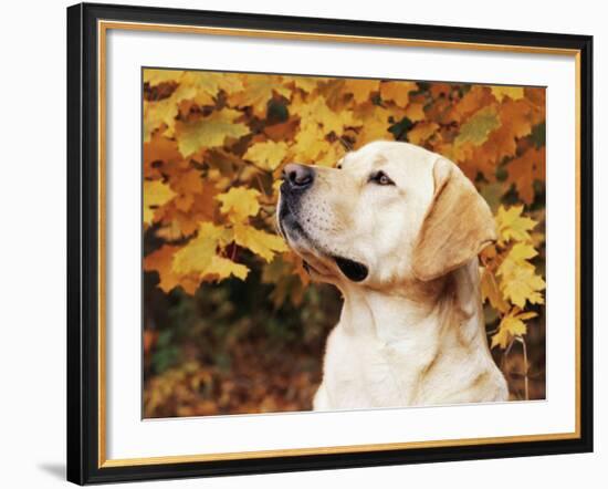 Labrador Retriever, Illinois, USA-Lynn M. Stone-Framed Photographic Print