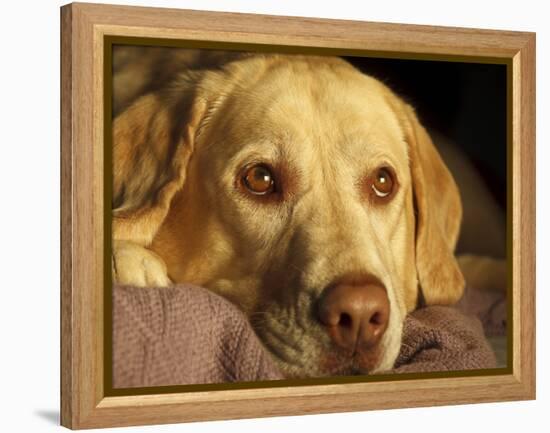 Labrador Retriever, Keizer, Oregon, USA-Rick A. Brown-Framed Premier Image Canvas