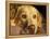 Labrador Retriever, Keizer, Oregon, USA-Rick A. Brown-Framed Premier Image Canvas