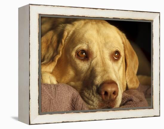 Labrador Retriever, Keizer, Oregon, USA-Rick A. Brown-Framed Premier Image Canvas