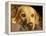 Labrador Retriever, Keizer, Oregon, USA-Rick A. Brown-Framed Premier Image Canvas