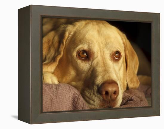 Labrador Retriever, Keizer, Oregon, USA-Rick A. Brown-Framed Premier Image Canvas