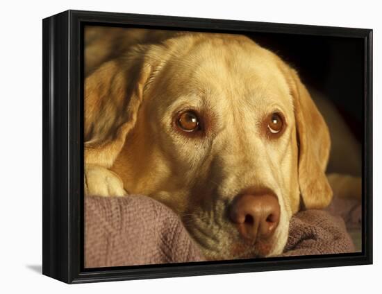 Labrador Retriever, Keizer, Oregon, USA-Rick A. Brown-Framed Premier Image Canvas