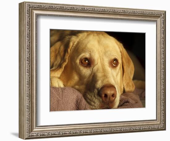 Labrador Retriever, Keizer, Oregon, USA-Rick A. Brown-Framed Photographic Print