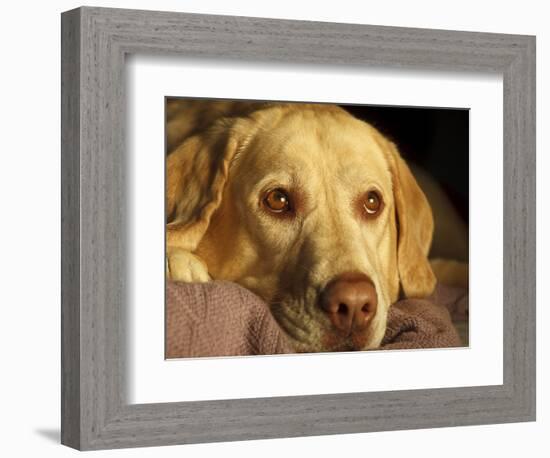 Labrador Retriever, Keizer, Oregon, USA-Rick A. Brown-Framed Photographic Print