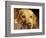 Labrador Retriever, Keizer, Oregon, USA-Rick A. Brown-Framed Photographic Print