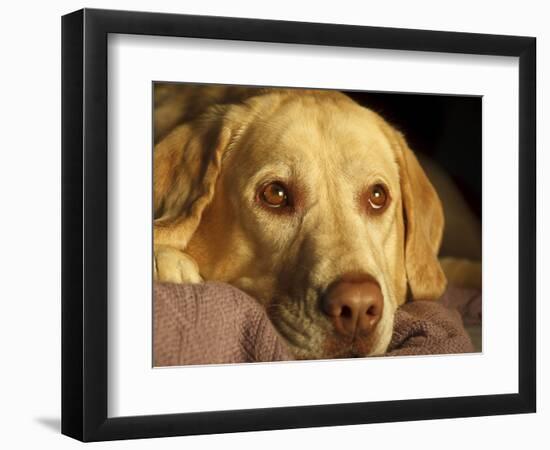 Labrador Retriever, Keizer, Oregon, USA-Rick A. Brown-Framed Photographic Print