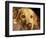 Labrador Retriever, Keizer, Oregon, USA-Rick A. Brown-Framed Photographic Print