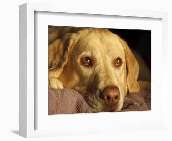 Labrador Retriever, Keizer, Oregon, USA-Rick A. Brown-Framed Photographic Print