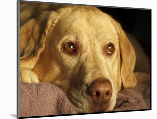 Labrador Retriever, Keizer, Oregon, USA-Rick A. Brown-Mounted Photographic Print