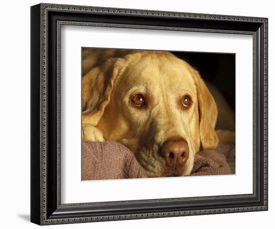 Labrador Retriever, Keizer, Oregon, USA-Rick A. Brown-Framed Photographic Print