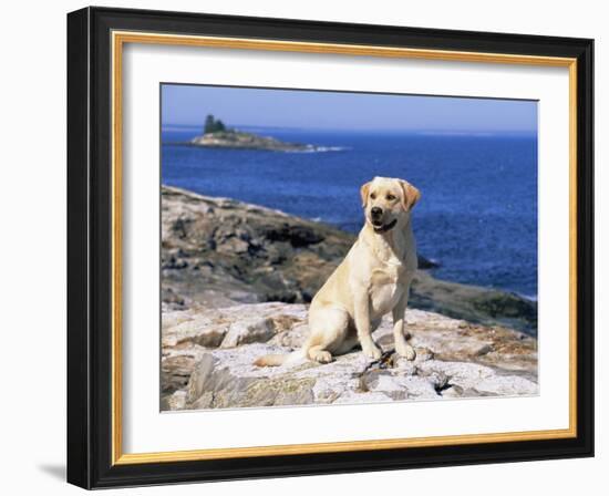Labrador Retriever on Coast, Maine, USA-Lynn M. Stone-Framed Photographic Print