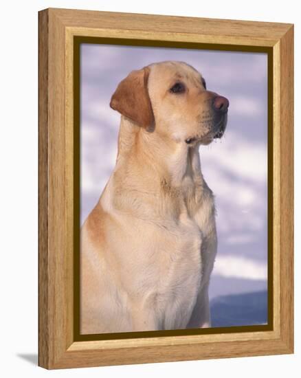 Labrador Retriever Portrait in Snow-Adriano Bacchella-Framed Premier Image Canvas