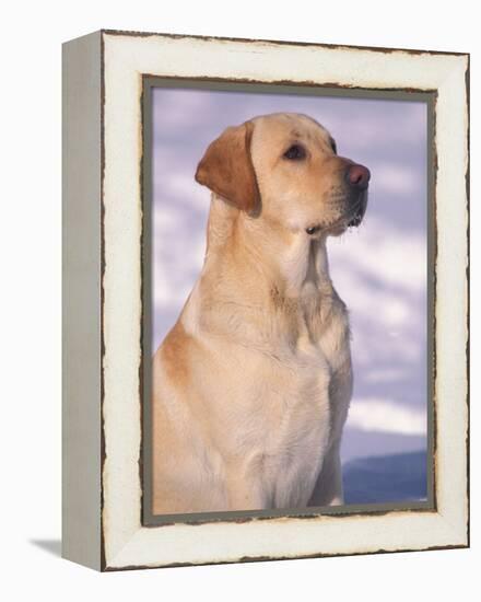 Labrador Retriever Portrait in Snow-Adriano Bacchella-Framed Premier Image Canvas