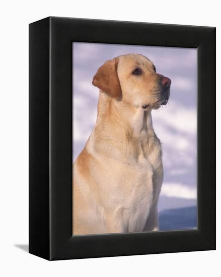 Labrador Retriever Portrait in Snow-Adriano Bacchella-Framed Premier Image Canvas