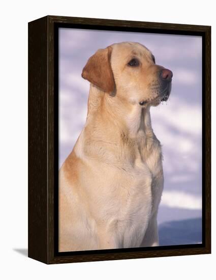 Labrador Retriever Portrait in Snow-Adriano Bacchella-Framed Premier Image Canvas