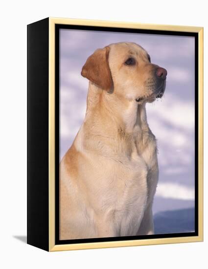 Labrador Retriever Portrait in Snow-Adriano Bacchella-Framed Premier Image Canvas