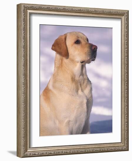 Labrador Retriever Portrait in Snow-Adriano Bacchella-Framed Photographic Print