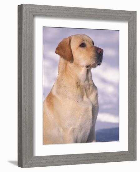 Labrador Retriever Portrait in Snow-Adriano Bacchella-Framed Photographic Print