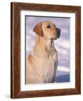 Labrador Retriever Portrait in Snow-Adriano Bacchella-Framed Photographic Print