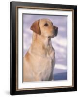 Labrador Retriever Portrait in Snow-Adriano Bacchella-Framed Photographic Print