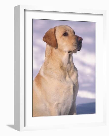 Labrador Retriever Portrait in Snow-Adriano Bacchella-Framed Photographic Print