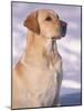 Labrador Retriever Portrait in Snow-Adriano Bacchella-Mounted Photographic Print