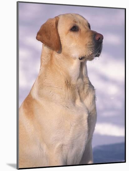 Labrador Retriever Portrait in Snow-Adriano Bacchella-Mounted Photographic Print