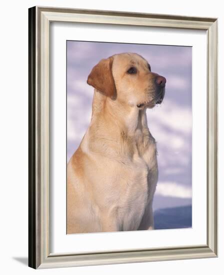 Labrador Retriever Portrait in Snow-Adriano Bacchella-Framed Photographic Print