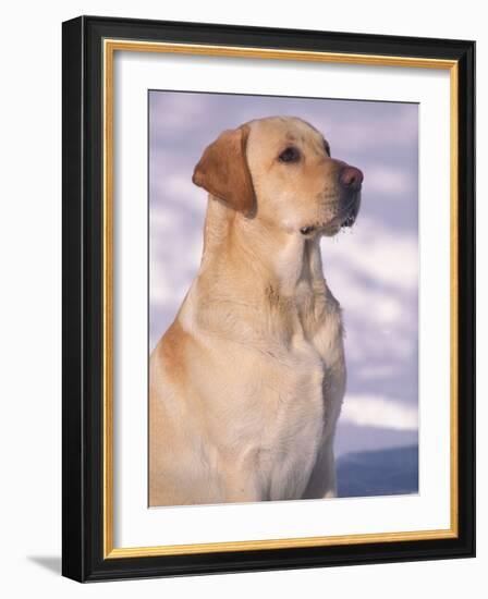 Labrador Retriever Portrait in Snow-Adriano Bacchella-Framed Photographic Print