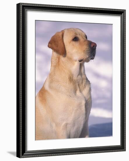 Labrador Retriever Portrait in Snow-Adriano Bacchella-Framed Photographic Print