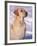 Labrador Retriever Portrait in Snow-Adriano Bacchella-Framed Photographic Print