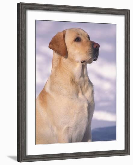 Labrador Retriever Portrait in Snow-Adriano Bacchella-Framed Photographic Print