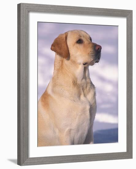 Labrador Retriever Portrait in Snow-Adriano Bacchella-Framed Photographic Print