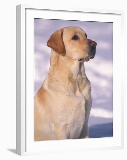 Labrador Retriever Portrait in Snow-Adriano Bacchella-Framed Photographic Print